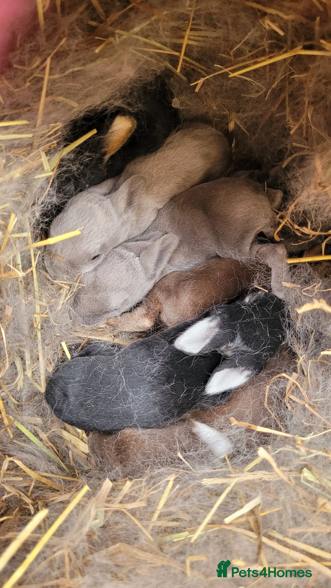 Rex rabbits for sale: Purebred Mini Rex babies - rainbow colours!  - Image 4