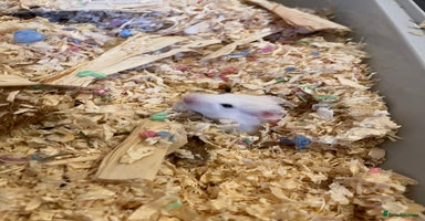Hamster rodents - Advert 13