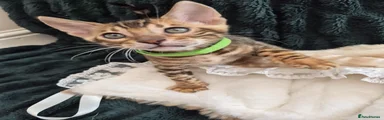 Green Collar Boy