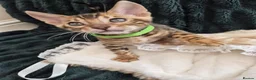 Bengal cats for sale: TICA Registered Bengal Kittens - Advert 17