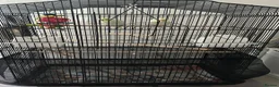 Budgerigars birds for sale: Boy & Girl + Everything else  in London - Advert 2