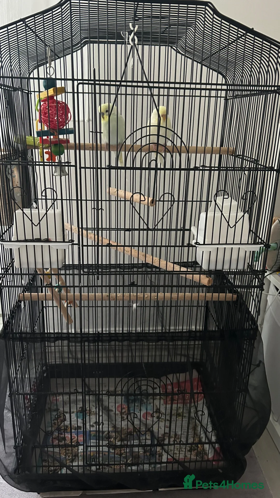 Budgerigars birds for sale: Boy & Girl + Everything else  in London - Advert 2
