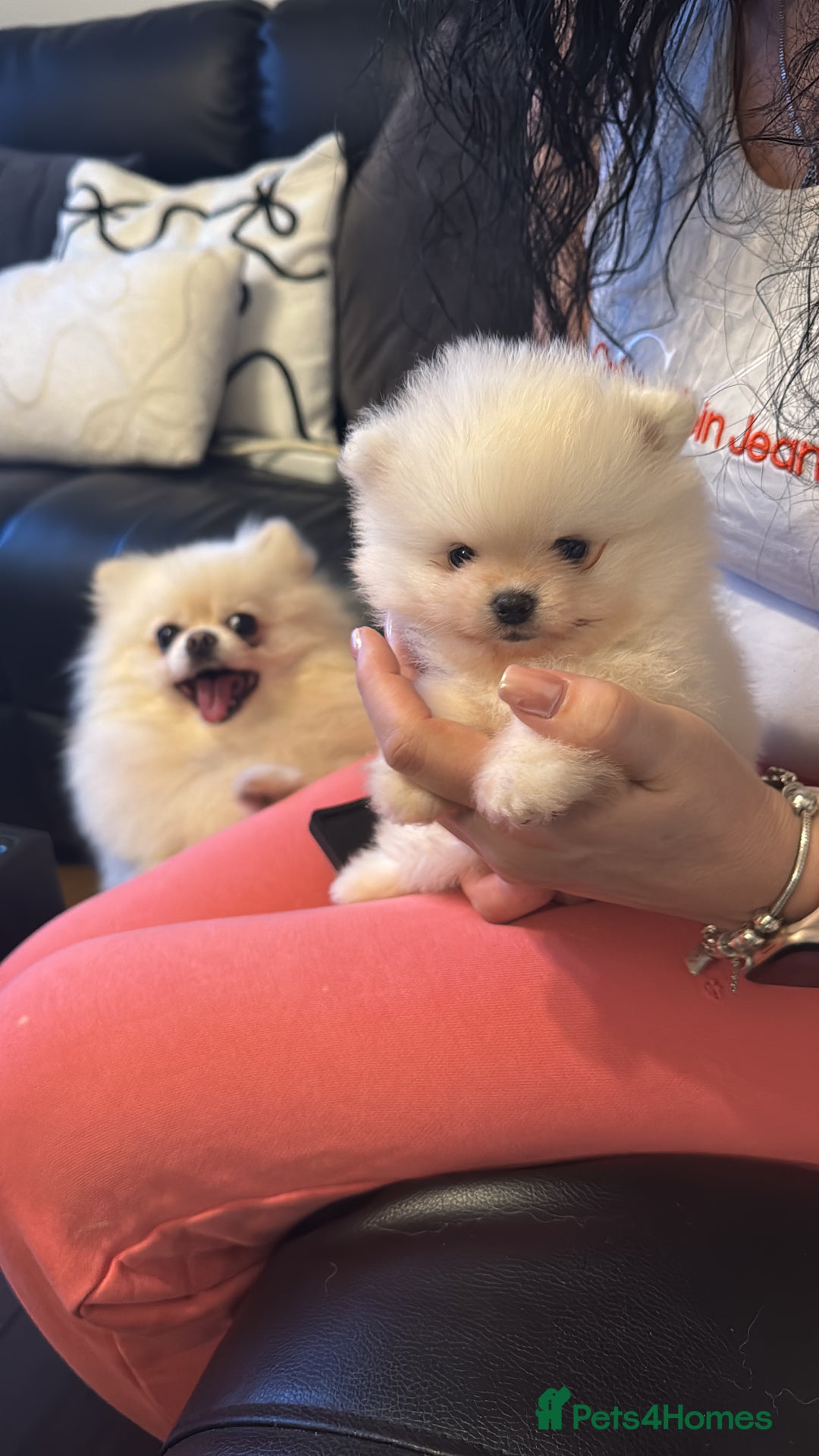 Pomeranian dogs for sale: Tiny white Pomeranian puppy  - Advert 2