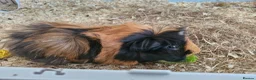 Guinea Pig rodents for sale: 2 Female Guinea Pigs, with cage and food setup - Advert 6