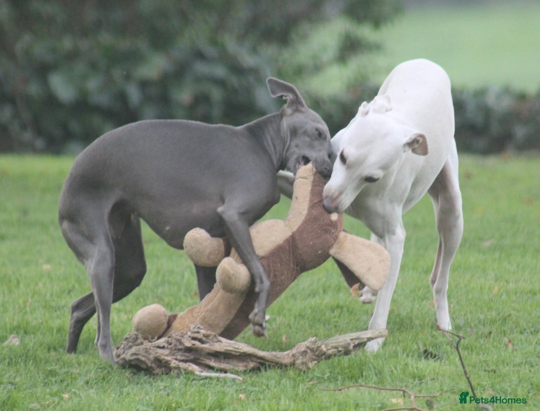 Italian Greyhound dogs for stud: Cream Italian Greyhound for Stud KC Registered - Advert 8