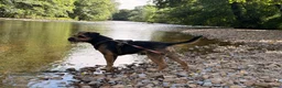 Border Terrier dogs for stud: KC Reg, SLEM clear first time stud in Ripon - Advert 6