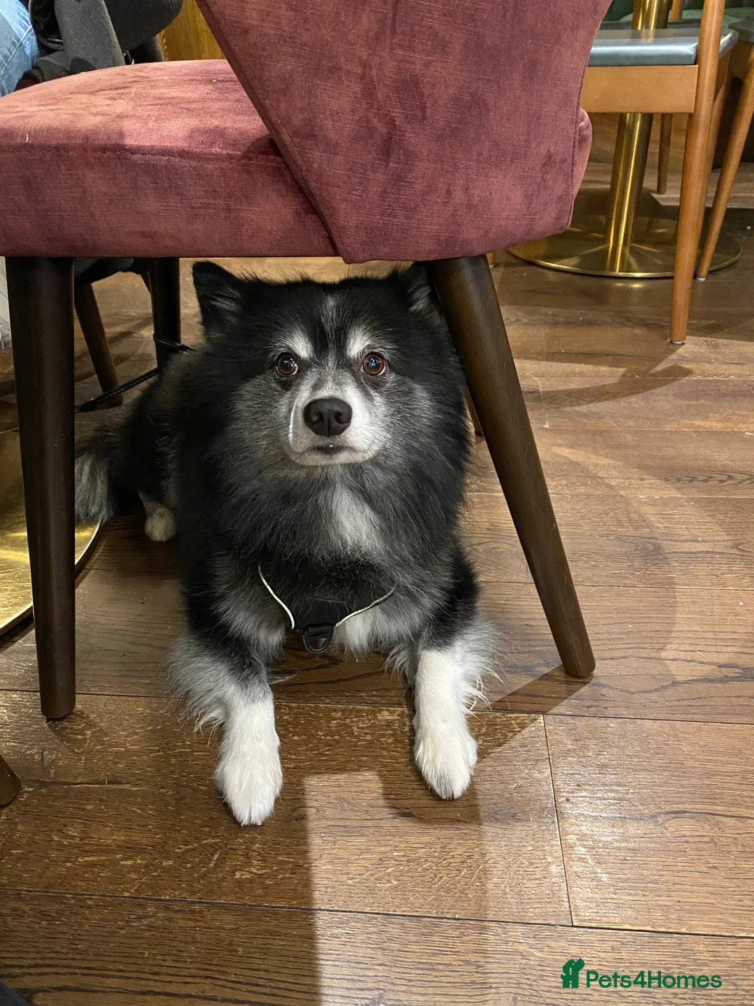 Pomsky dogs for stud: Pomsky for Stud - Advert 6