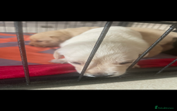 Labrador Retriever dogs for sale: Labrador puppies  - Image 3