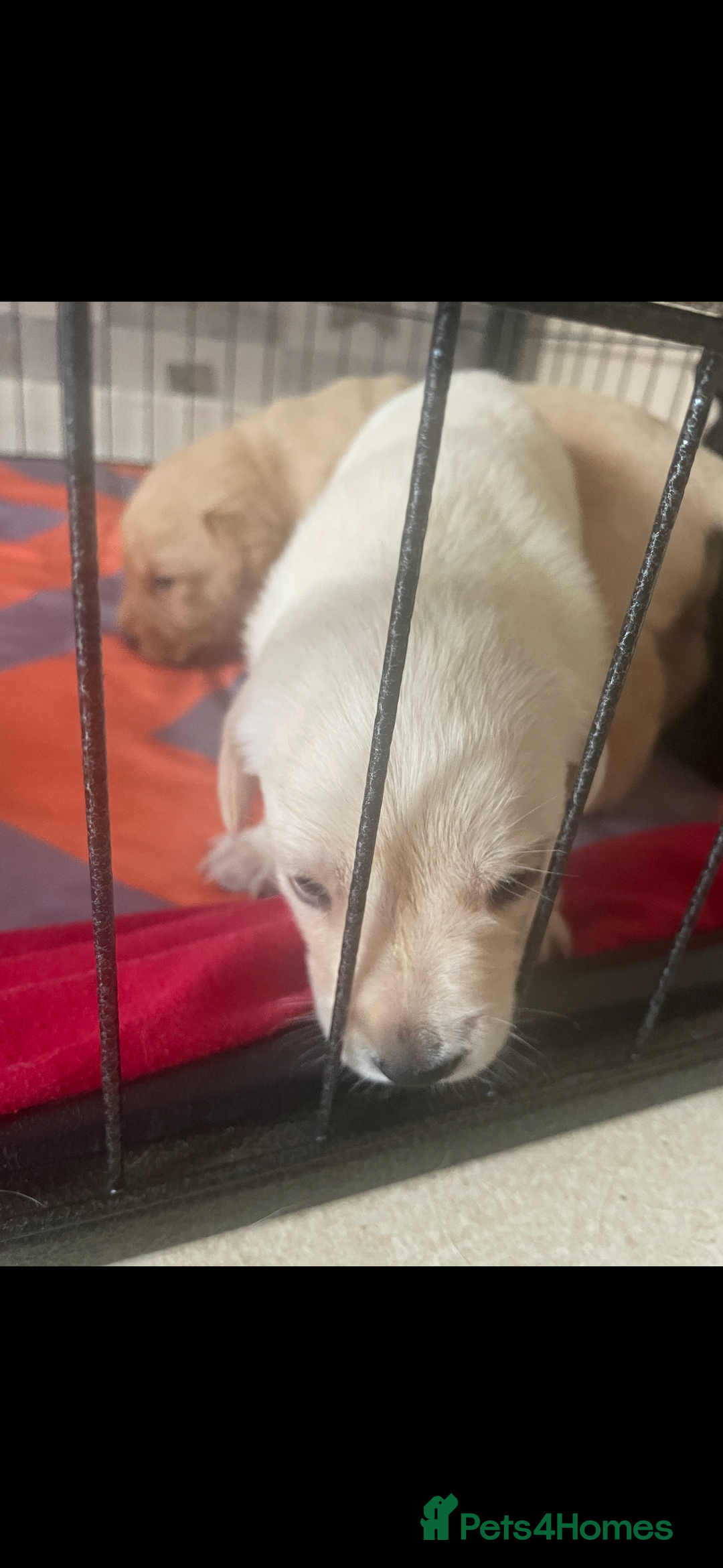 Labrador Retriever dogs for sale: Labrador puppies  - Image 3