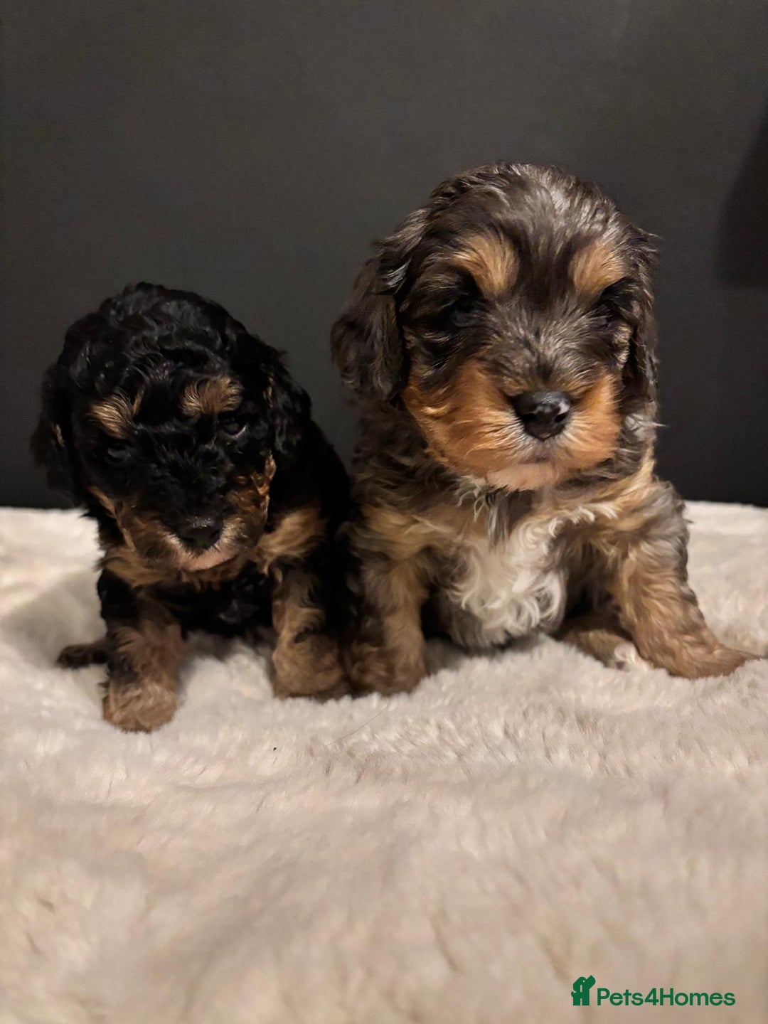 Cavapoo dogs for sale: Two Beautiful Boy Cavapoo Puppies For Sale  - Advert 2