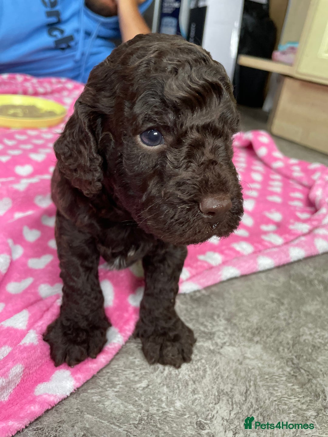 Cockapoo dogs for sale: Cockapoo pups  - Image 11