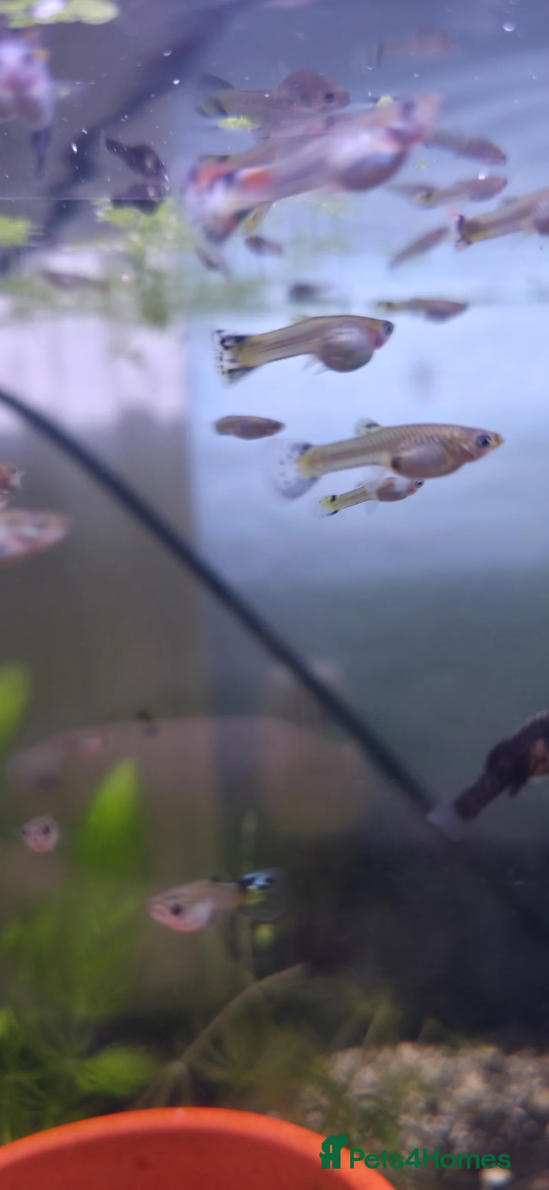 Live Bearers fish for sale: Mixed Snakeskin Guppys x20 - Advert 2