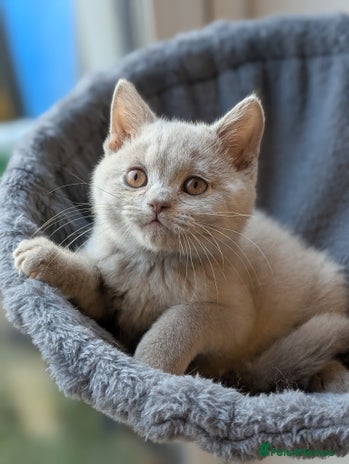 British Shorthair cats Last Lilac British Shorthair boy available - Advert 16