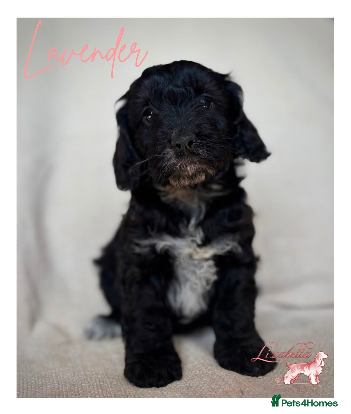 Cockapoo dogs Quality F1 Cockapoo puppies - Advert 1