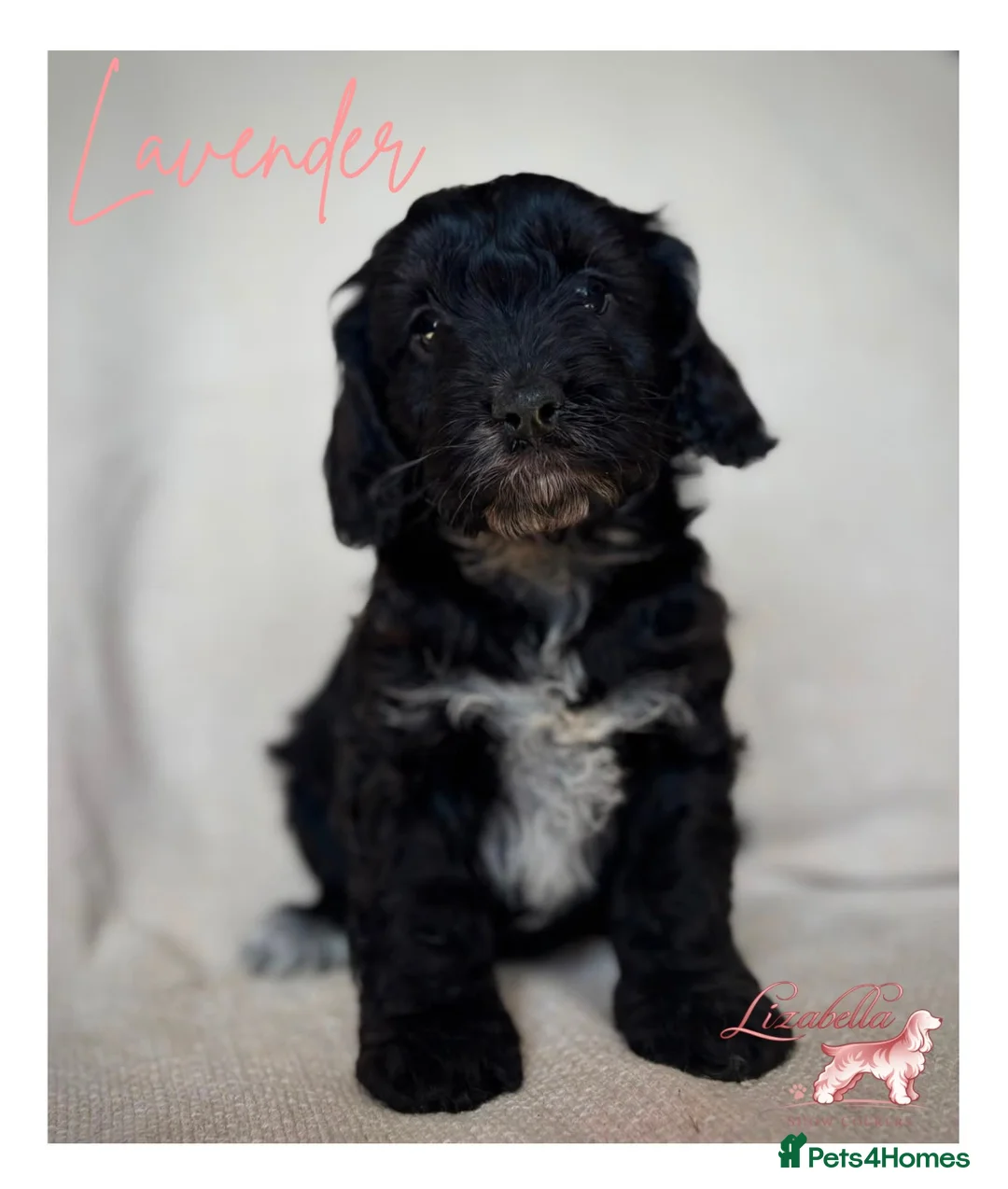 Cockapoo dogs for sale: Quality F1 Cockapoo puppies - Advert 1