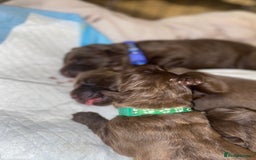 Mixed Breed dogs for sale: Beautiful Family-Raised Sheprador Puppies - Image 6