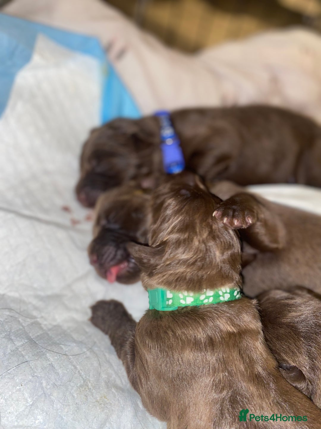 Mixed Breed dogs for sale: Beautiful Family-Raised Sheprador Puppies - Image 6