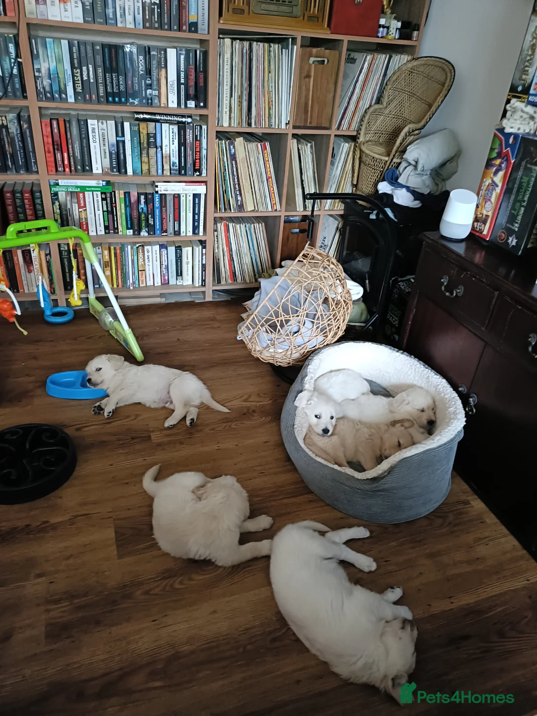 Golden Retriever dogs for sale: Beautiful Golden Retriever Puppies - Advert 11