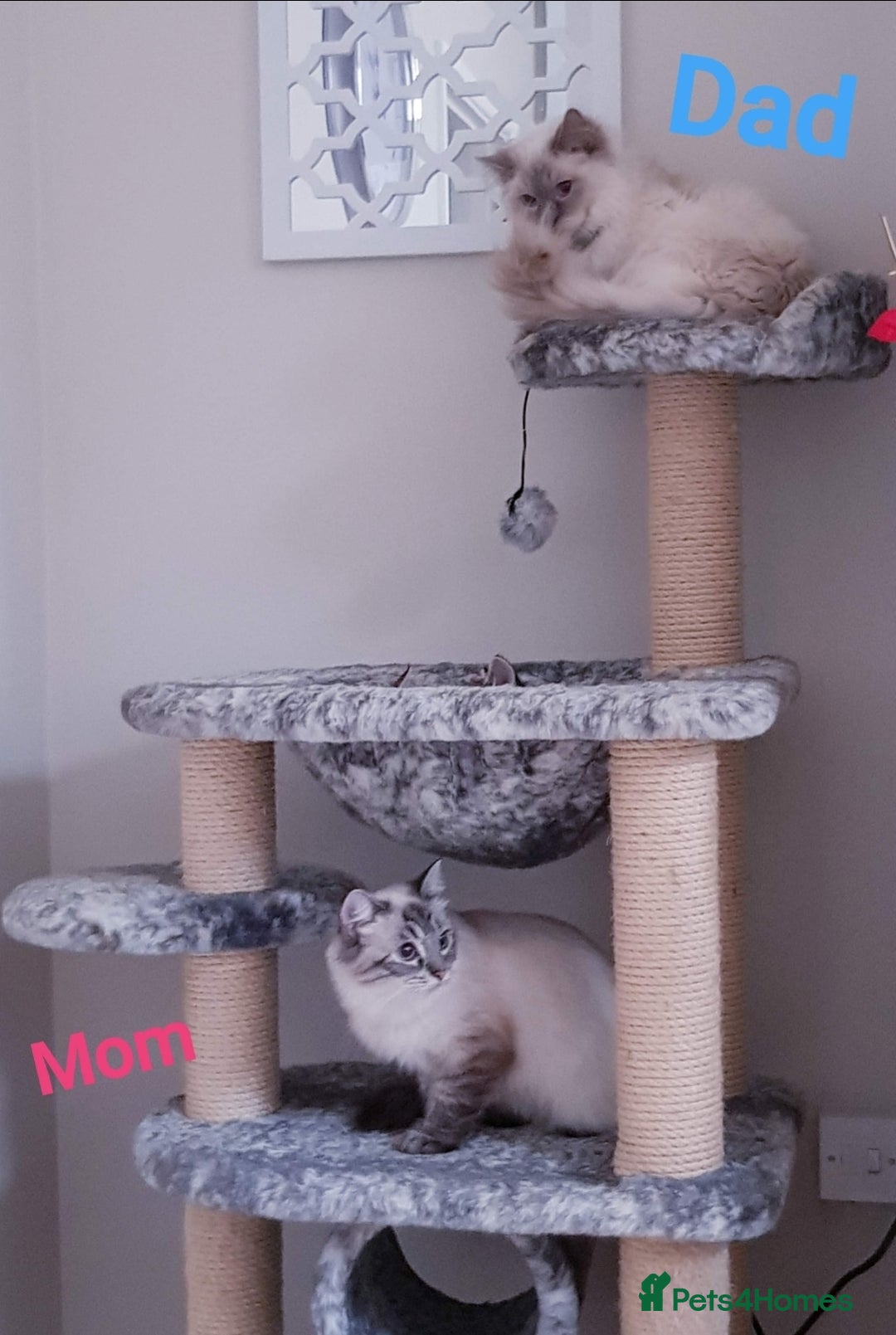 Ragdoll cats for sale: 🐾 Gorgeous Ragdoll Kittens.Ready 22nd December 🐾 - Image 3