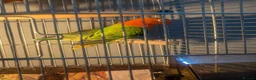 Lovebirds birds for sale: 🦜🐦Hand Tamed Baby Love Birds🦜🐦 in London - Advert 6
