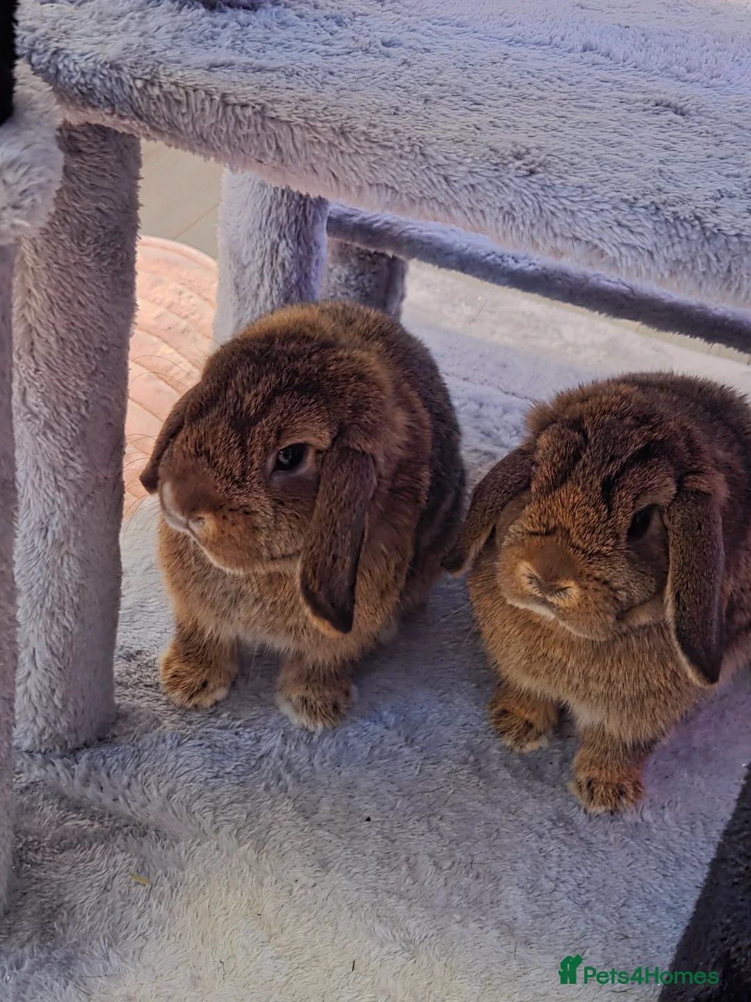 Mini Lop rabbits for sale: 2 female mini lops  in Basildon - Advert 1
