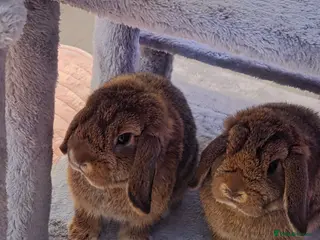 Mini Lop rabbits 2 female mini lops in Basildon - Advert 1
