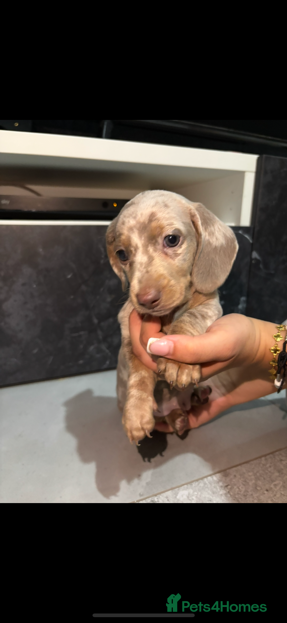 Miniature Dachshund dogs Short haired dachshunds  - Advert 2