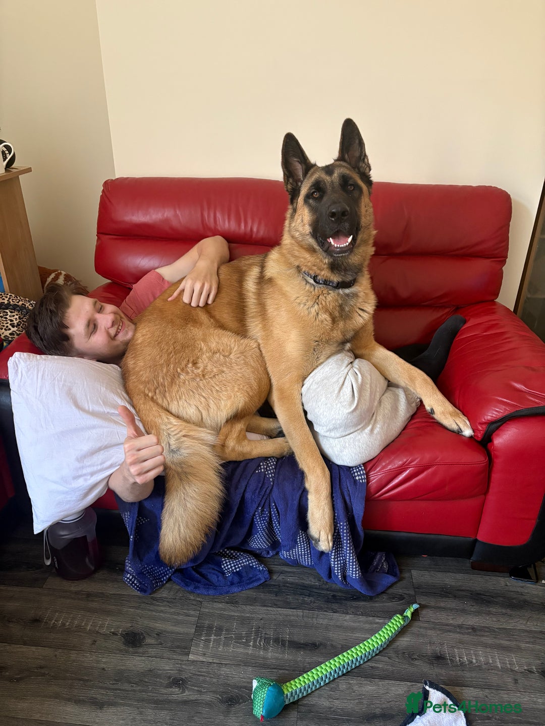 Mixed Breed dogs for sale: German Shepard x Akita (Blitz) - Image 2