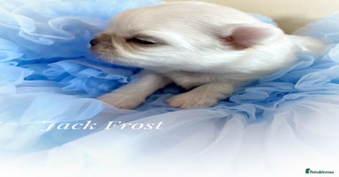 Chihuahua dogs - Advert 9