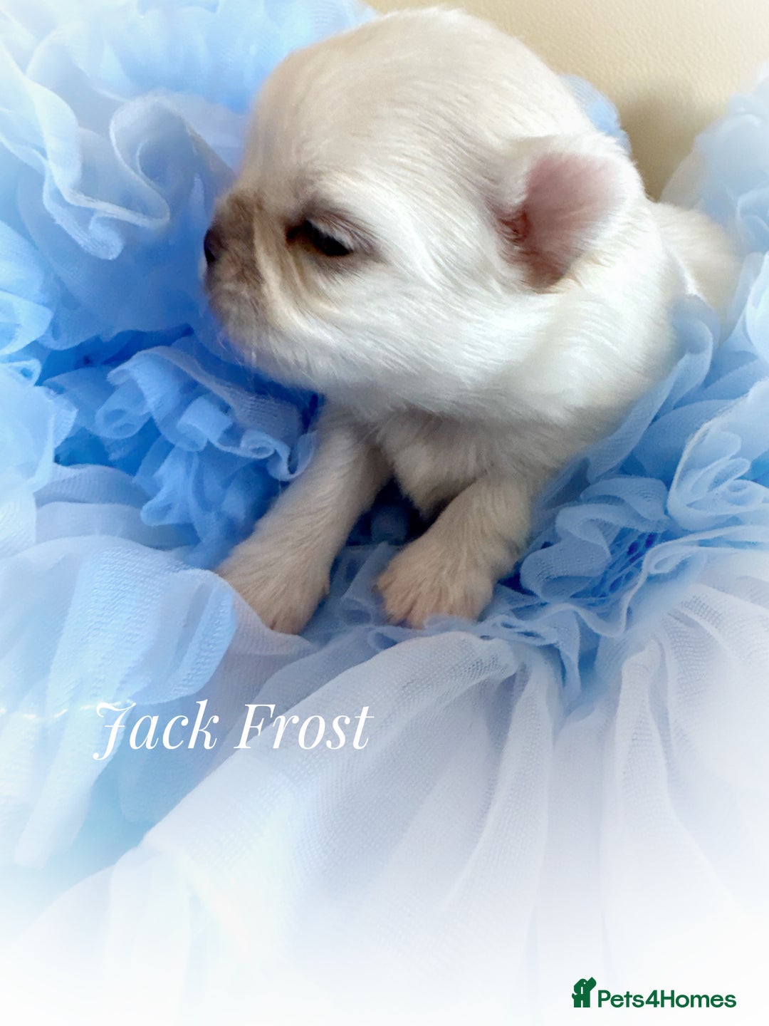 Chihuahua dogs for sale: KC qulity LC cream/white chihuahua puppies  - Image 3
