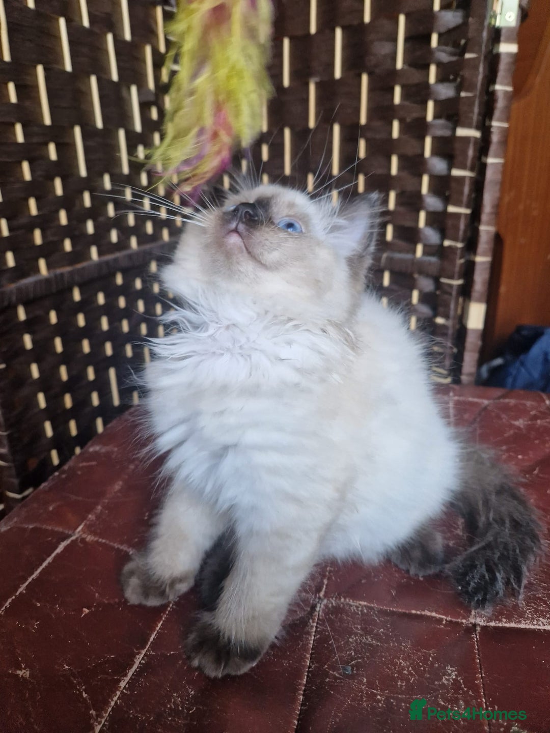 Ragdoll cats for sale: 1 Ragdoll girl left looking for a loving home  - Image 14