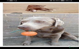 Labrador Retriever dogs for sale: Silver Labrador  - Advert 4