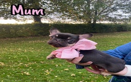 French Bulldog dogs for sale: Family Raised EA Pink English cross French Bulldog - Image 11