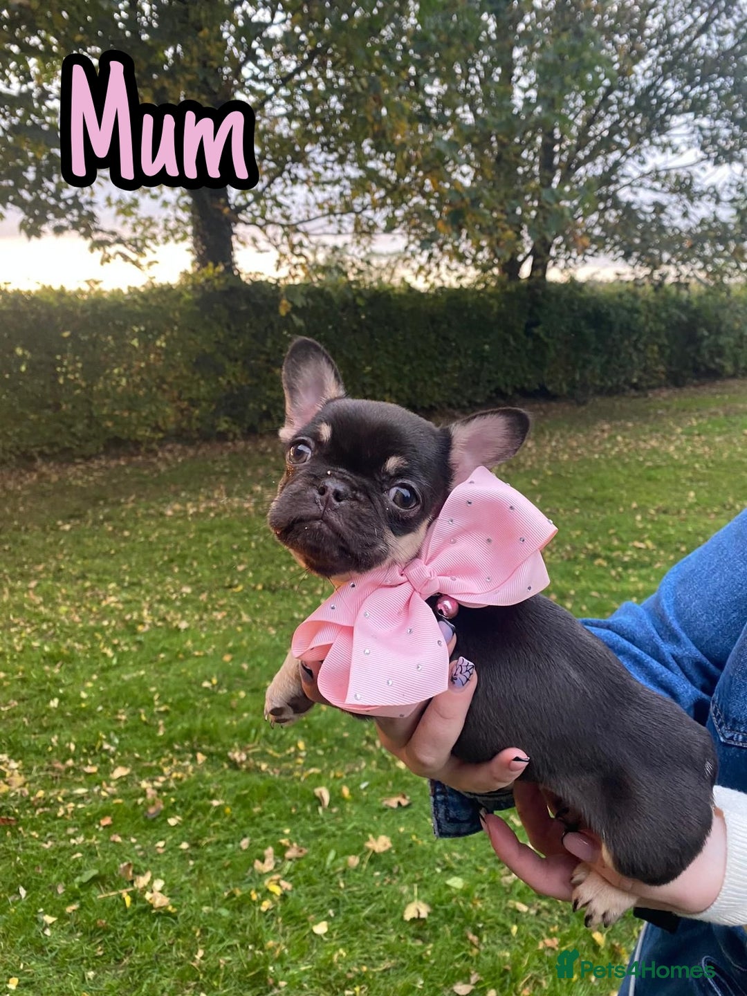 French Bulldog dogs for sale: Family Raised EA Pink English cross French Bulldog - Image 11
