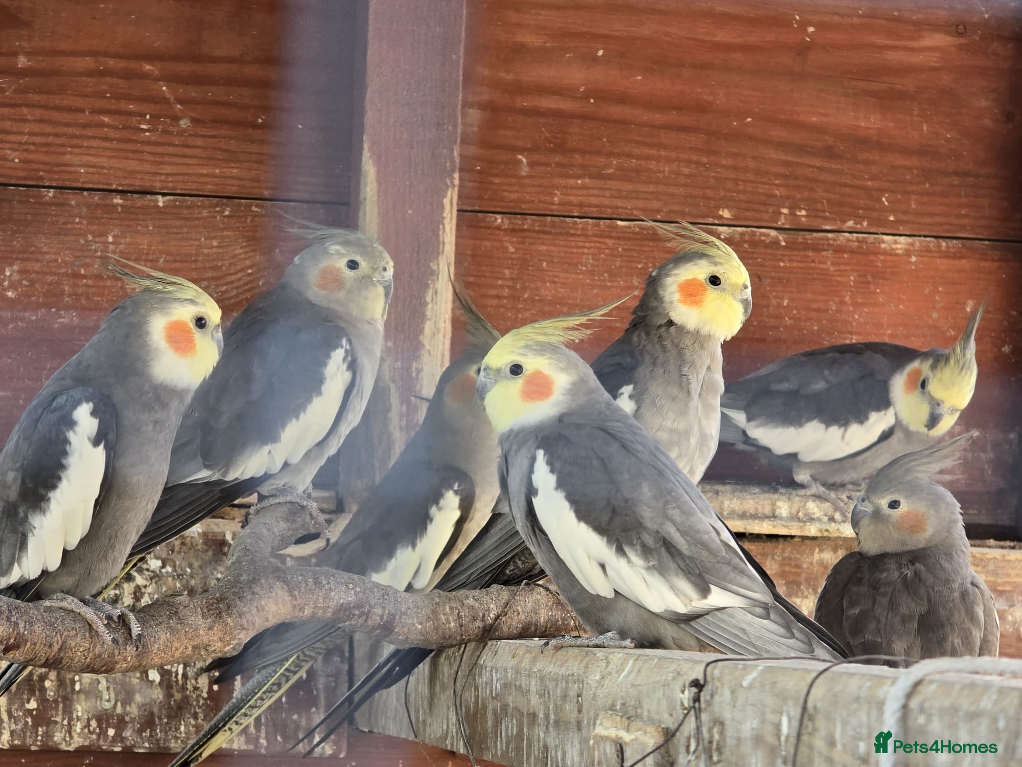 Cockatiels birds Grey Cocoatail  - Advert 3