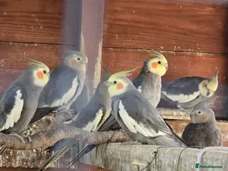 Cockatiels birds Grey Cocoatail - Advert 3