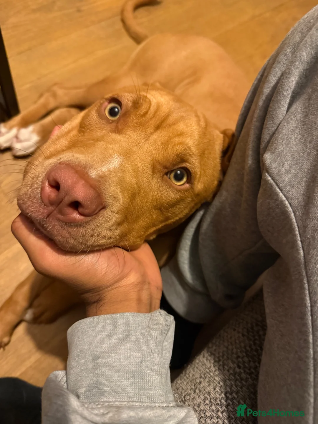 Mixed Breed dogs for sale: Beautiful girl Bella in Preston - Advert 2