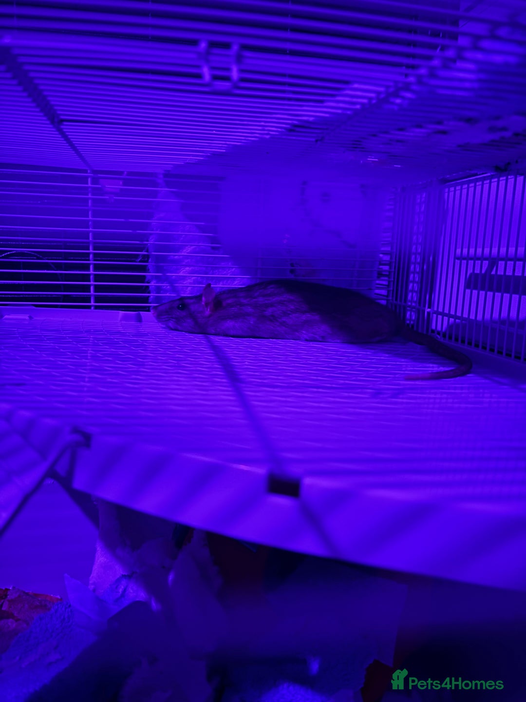 Rat rodents for sale: 3 FEMALE RATS + CAGE - Advert 16