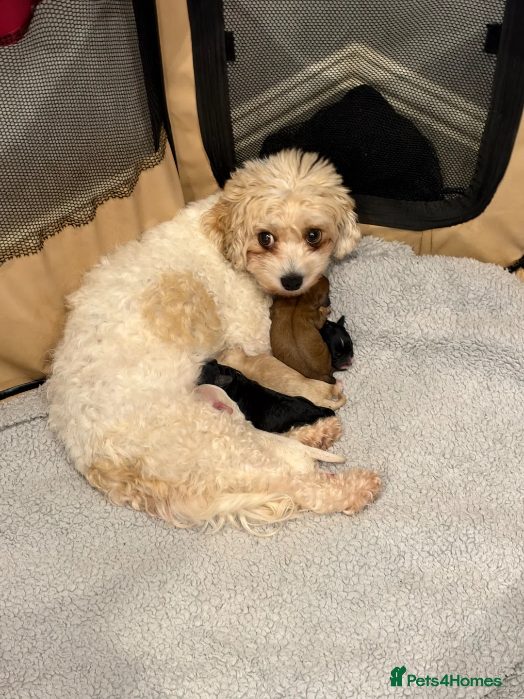 Cavapoochon dogs for sale: 5 Cavapoochon’s available to reserve  in Oldham - Advert 1