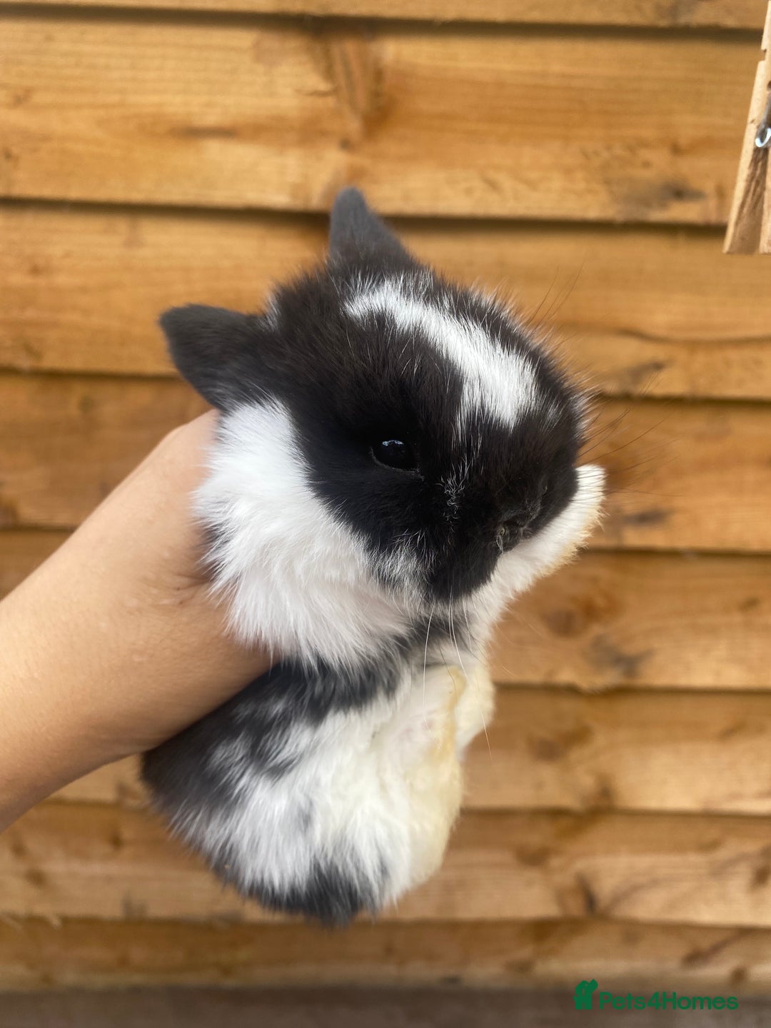 Mini Lop rabbits for sale: Adorable Purebred Mini Lops.  - Image 1