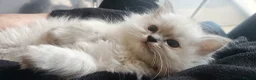 Persian cats for sale: LAST DOLLFACE CHINCHILLA PERSIAN GIRL - Advert 31