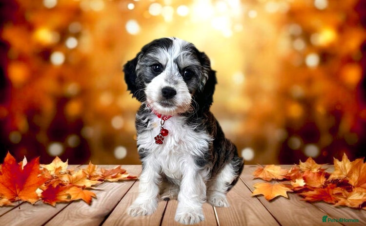 Miniature Poodle dogs in Torquay - Advert 4