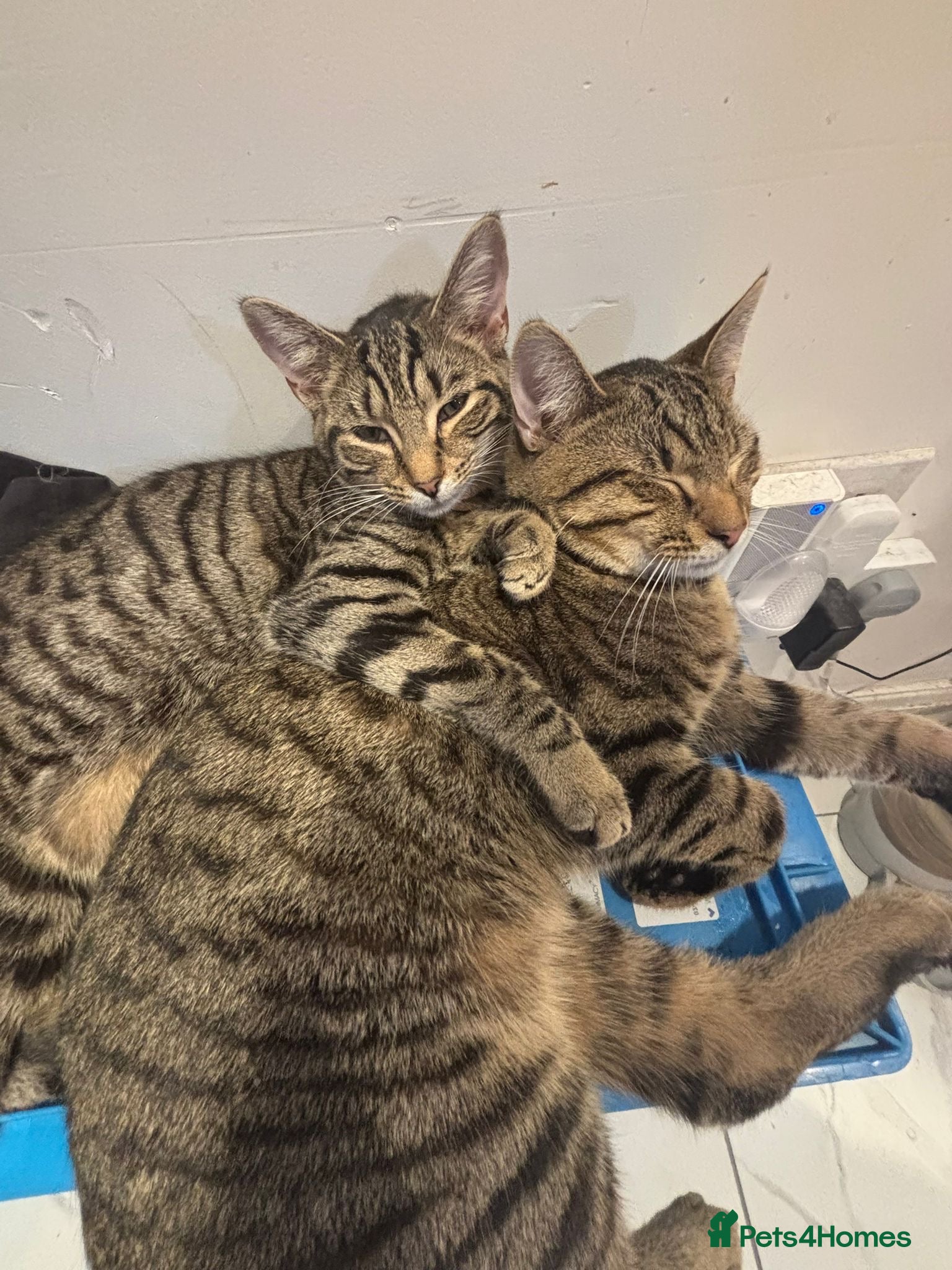 Mixed Breed cats  Kitten  - Advert 1