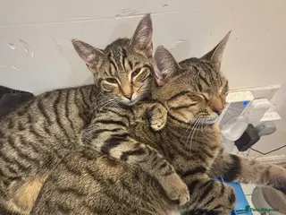 Mixed Breed cats Kitten - Advert 13