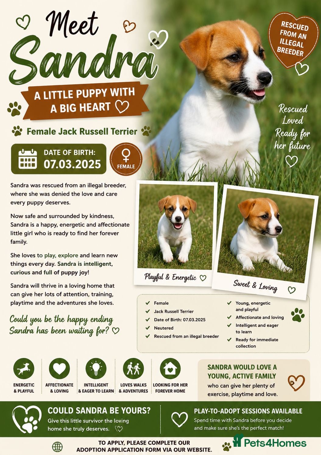 Jack Russell dogs Sandra – Female Jack Russell Terrier - Advert 2
