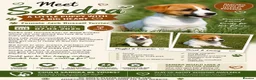 Jack Russell dogs for adoption: Sandra – Female Jack Russell Terrier - Advert 2