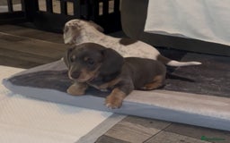 Miniature Dachshund dogs for sale: Miniture dachshund pups  - Advert 8