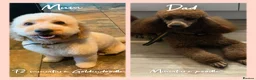 Mini Goldendoodle dogs for sale: DNA health tested miniature f2b goldendoodles in Stevenage - Advert 2
