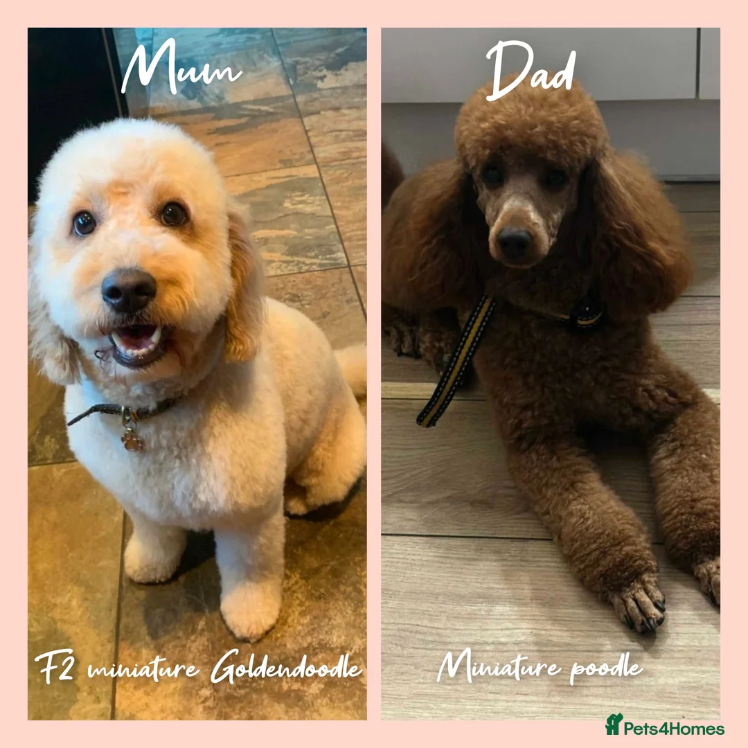 Mini Goldendoodle dogs for sale: DNA health tested miniature f2b goldendoodles in Stevenage - Advert 2