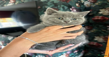 British Shorthair cats - Advert 7